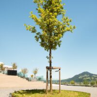 200 x 3mm Corten Steel Garden Edge